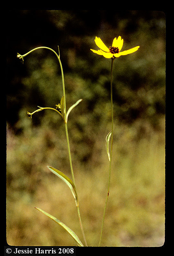 Coastal Plain Coreopsis